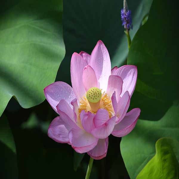 Kenilworth Park _ Aquatic Gardens