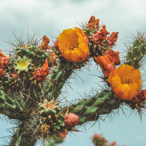 Scottsdale Xeriscape Garden